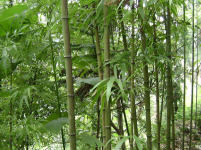 國家林業(yè)和草原局國家發(fā)展改革委關(guān)于印發(fā)《“以竹代塑”主要產(chǎn)品名錄（2025年版）》的通知